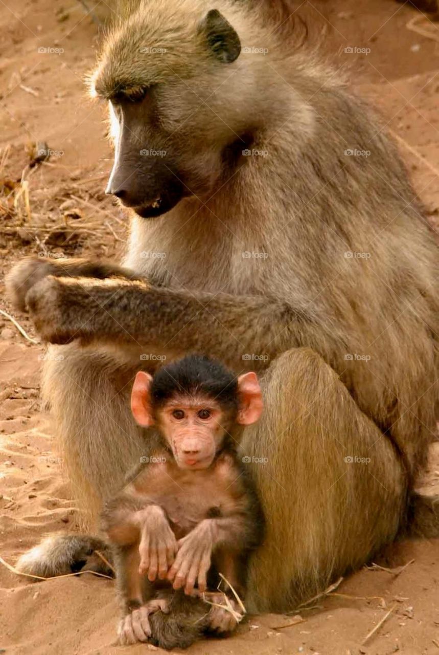 Mama and baby baboon. Mama and baby baboon in Botswana, Africa