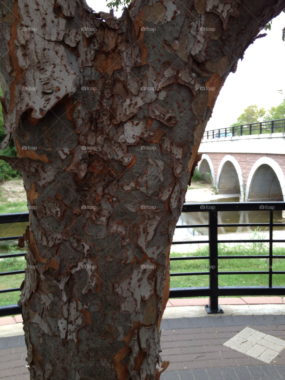 sky grey tree bridge by tewitty