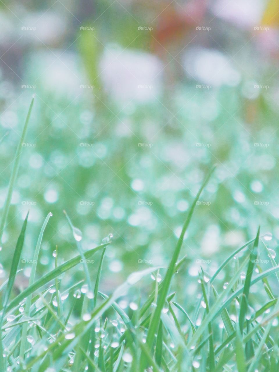 Fresh green grass with white bokeh dew drops - White x Green Mission