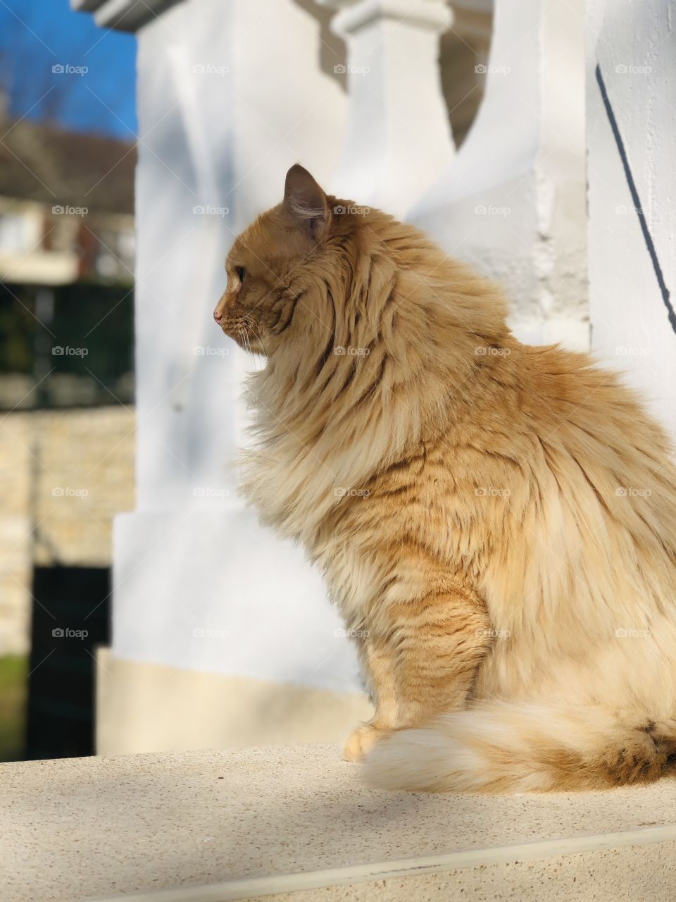 A fluffy cat with gold hair 