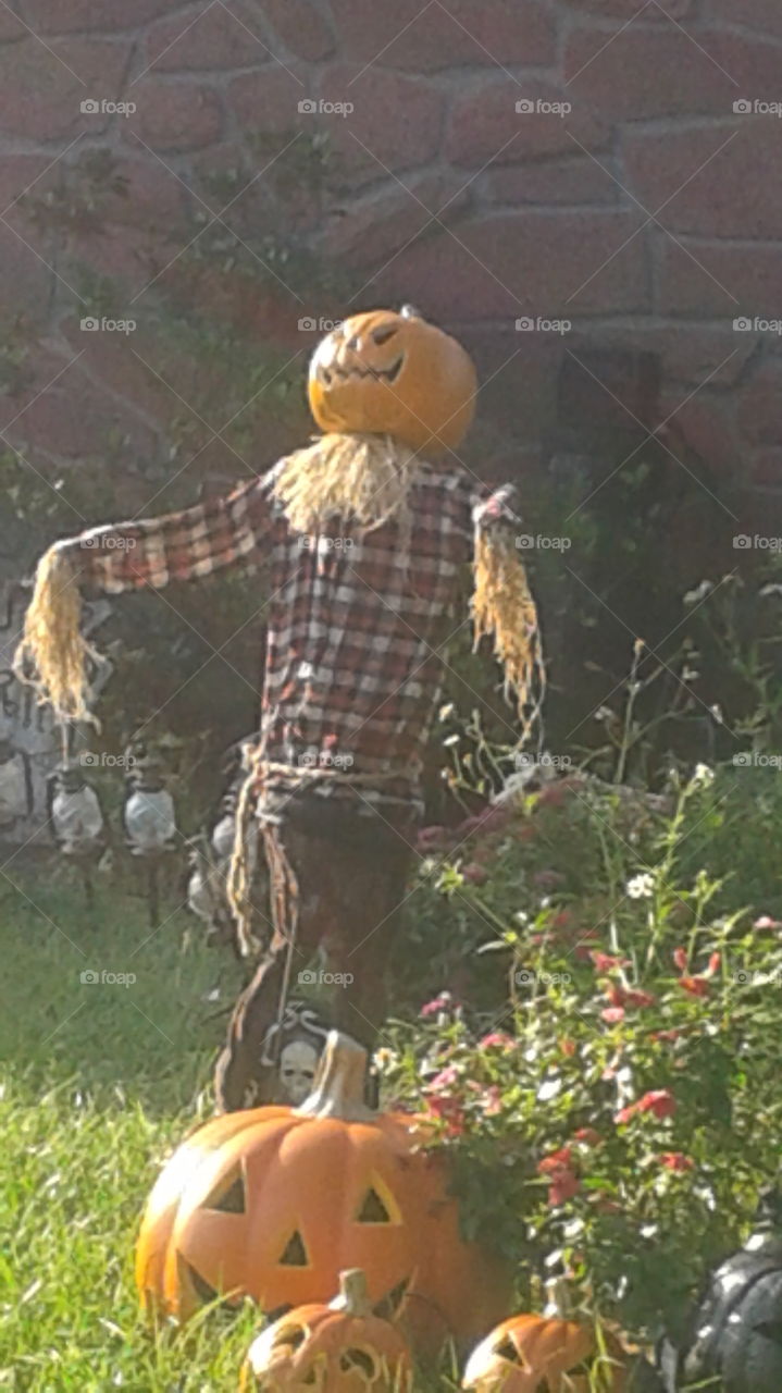 Scarecrow. Halloween decoration in one of my neighbors yards.