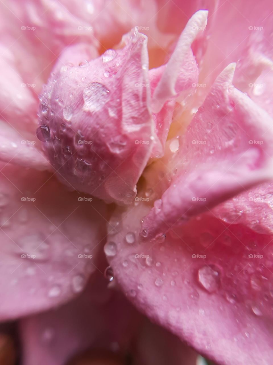 Rose Flowers Petals with water drops