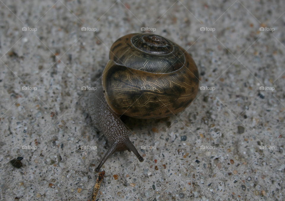 Snail on the sidewalk 
