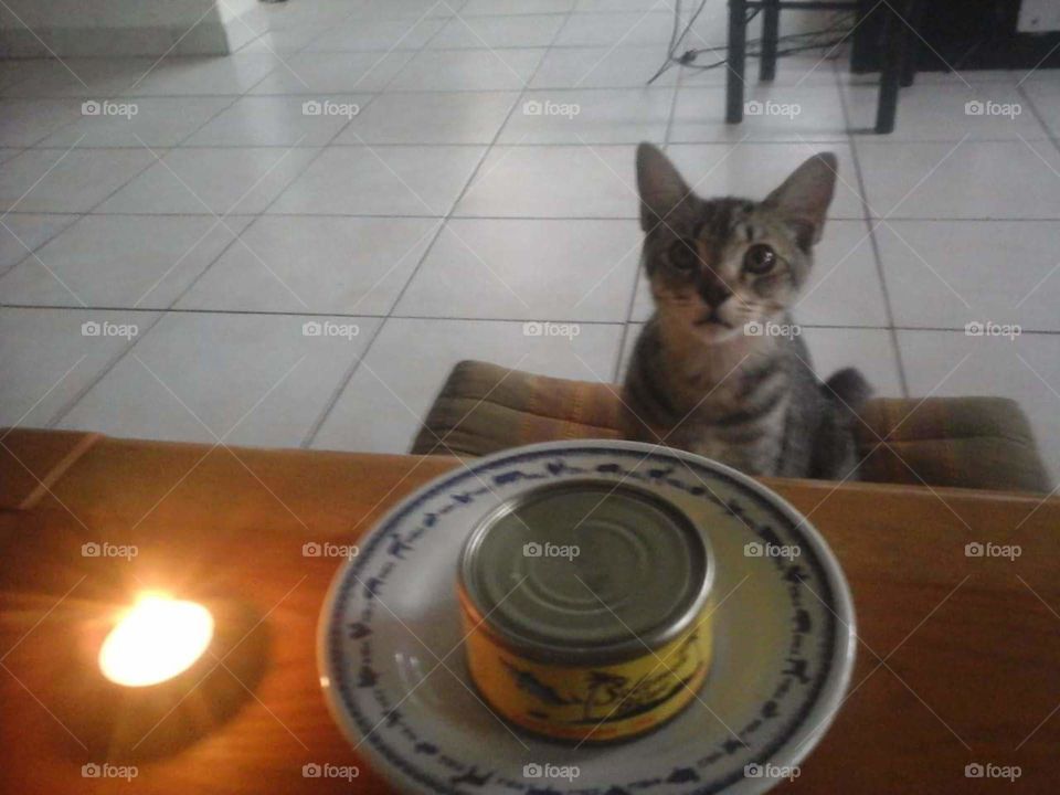 romantic dinner with cat