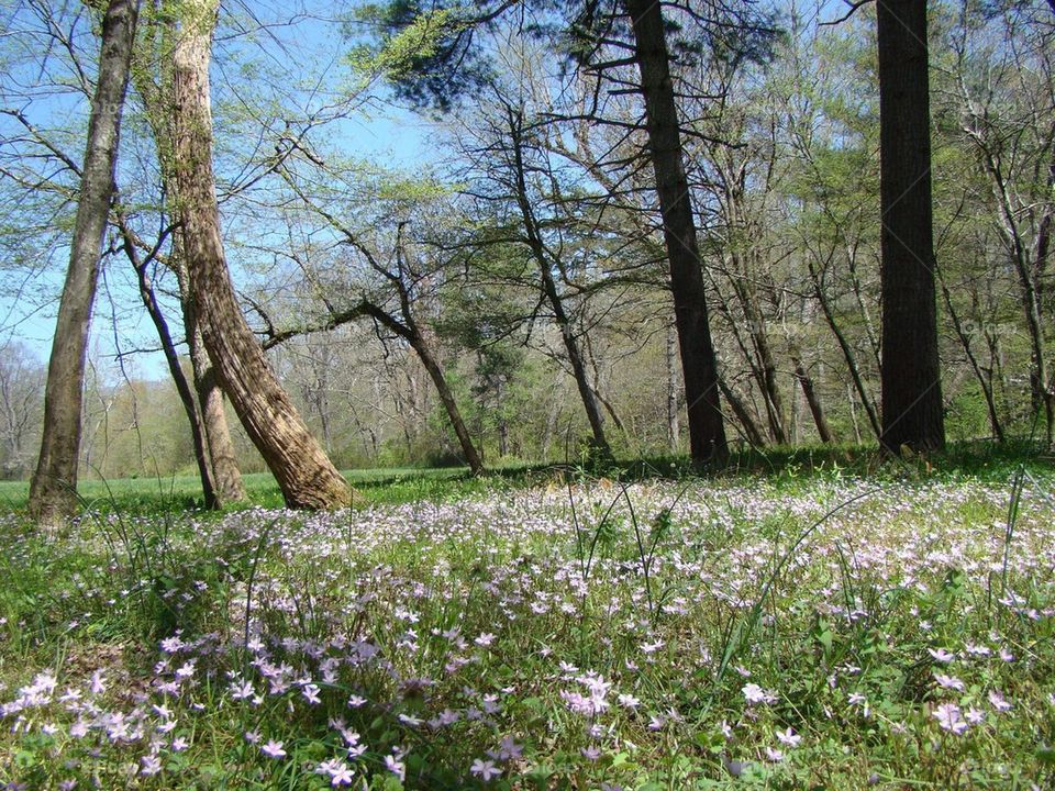 Purple field