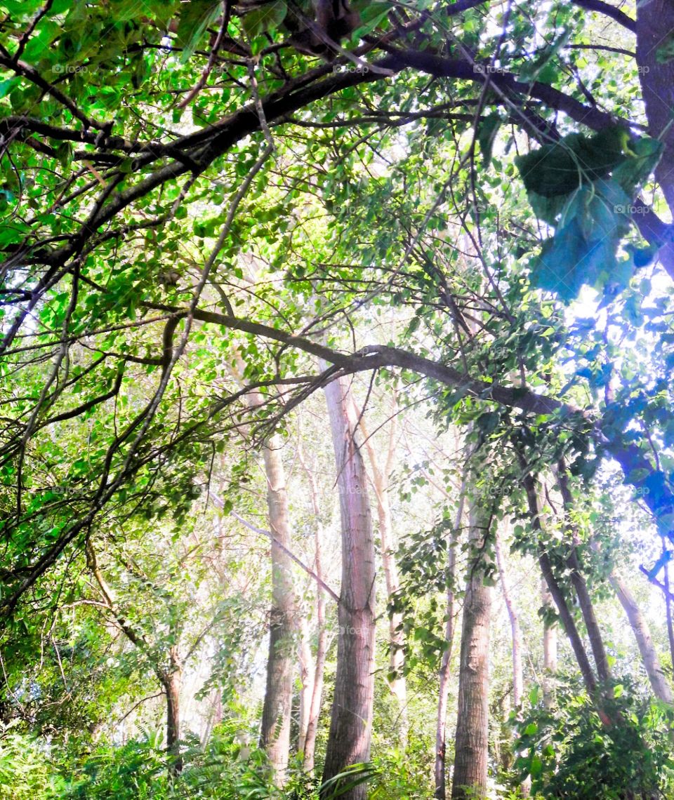 jungle on river Po