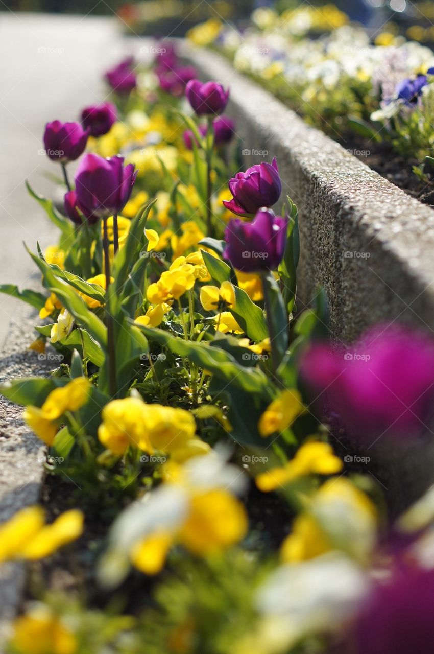 Purple flowers