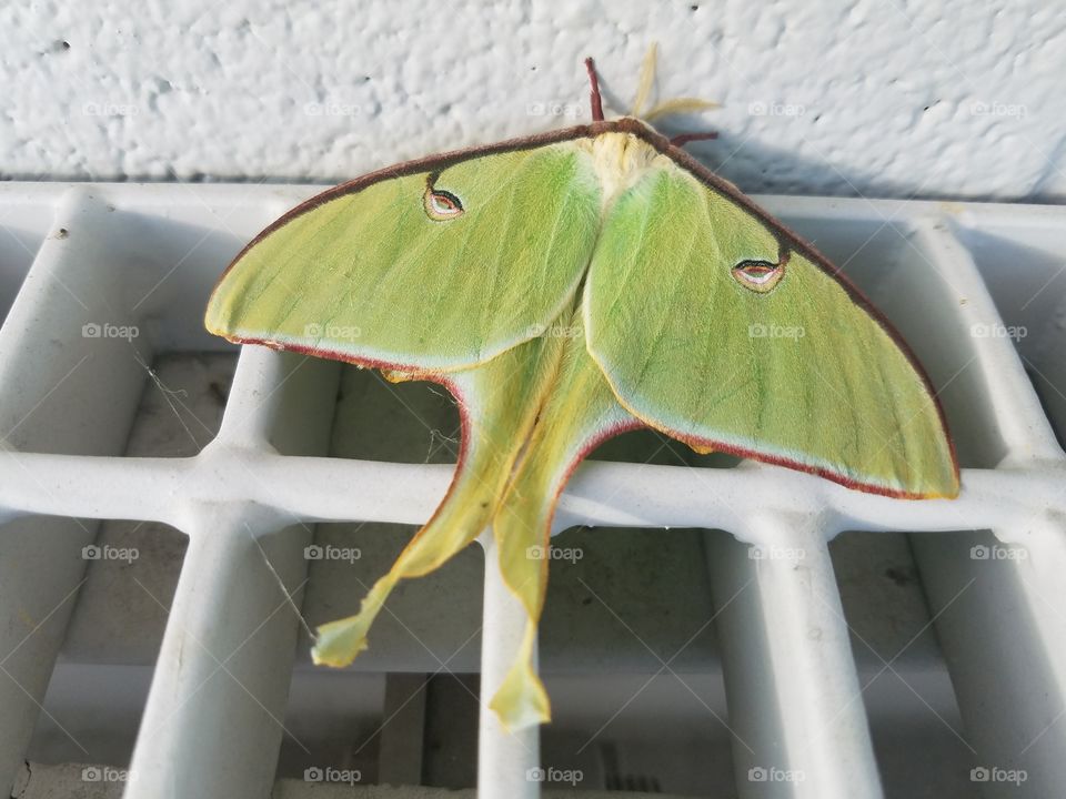 Luna Moth