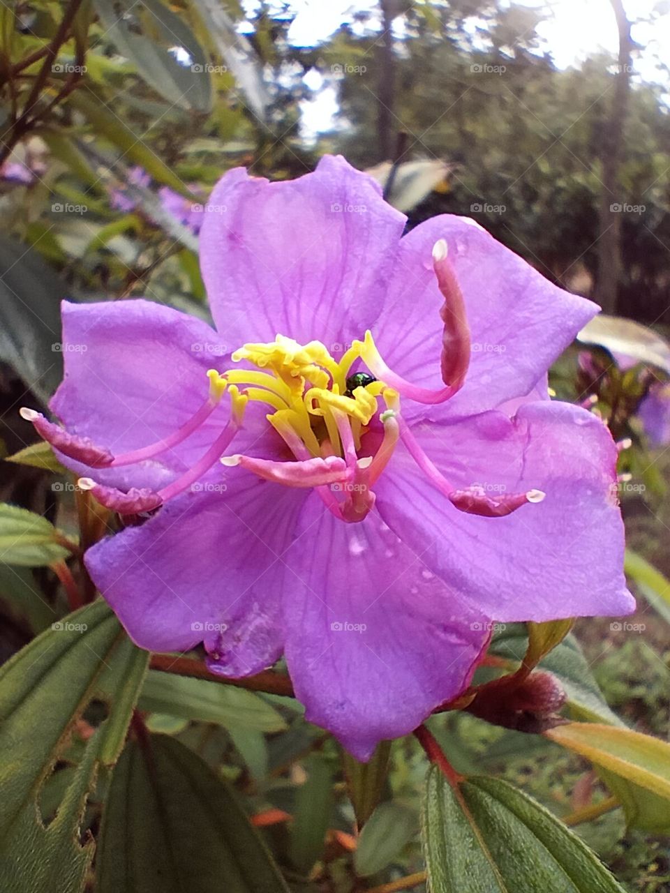 the pink flowers of the harendong plant