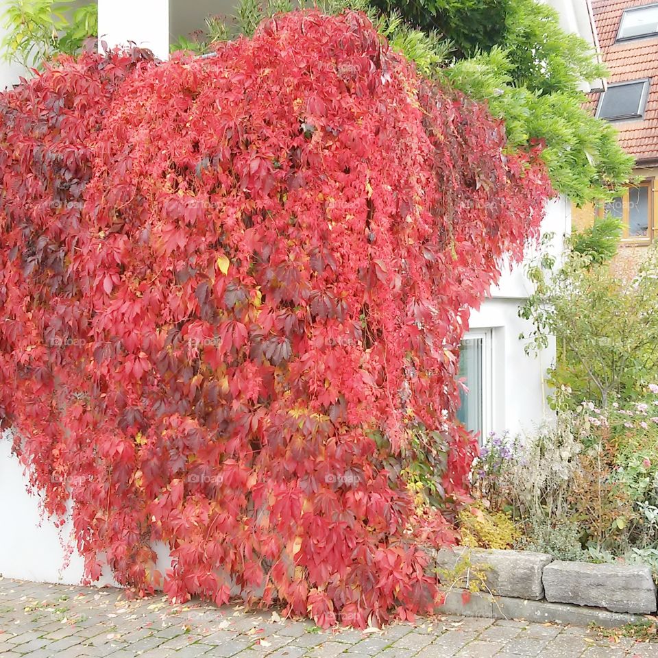 red tree