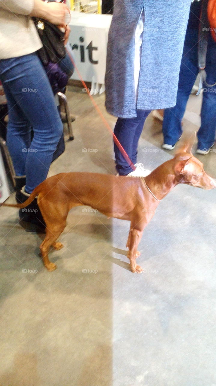 Dog's exhibition in Samara