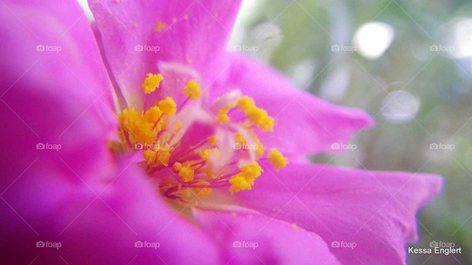 Pink Macro Flower