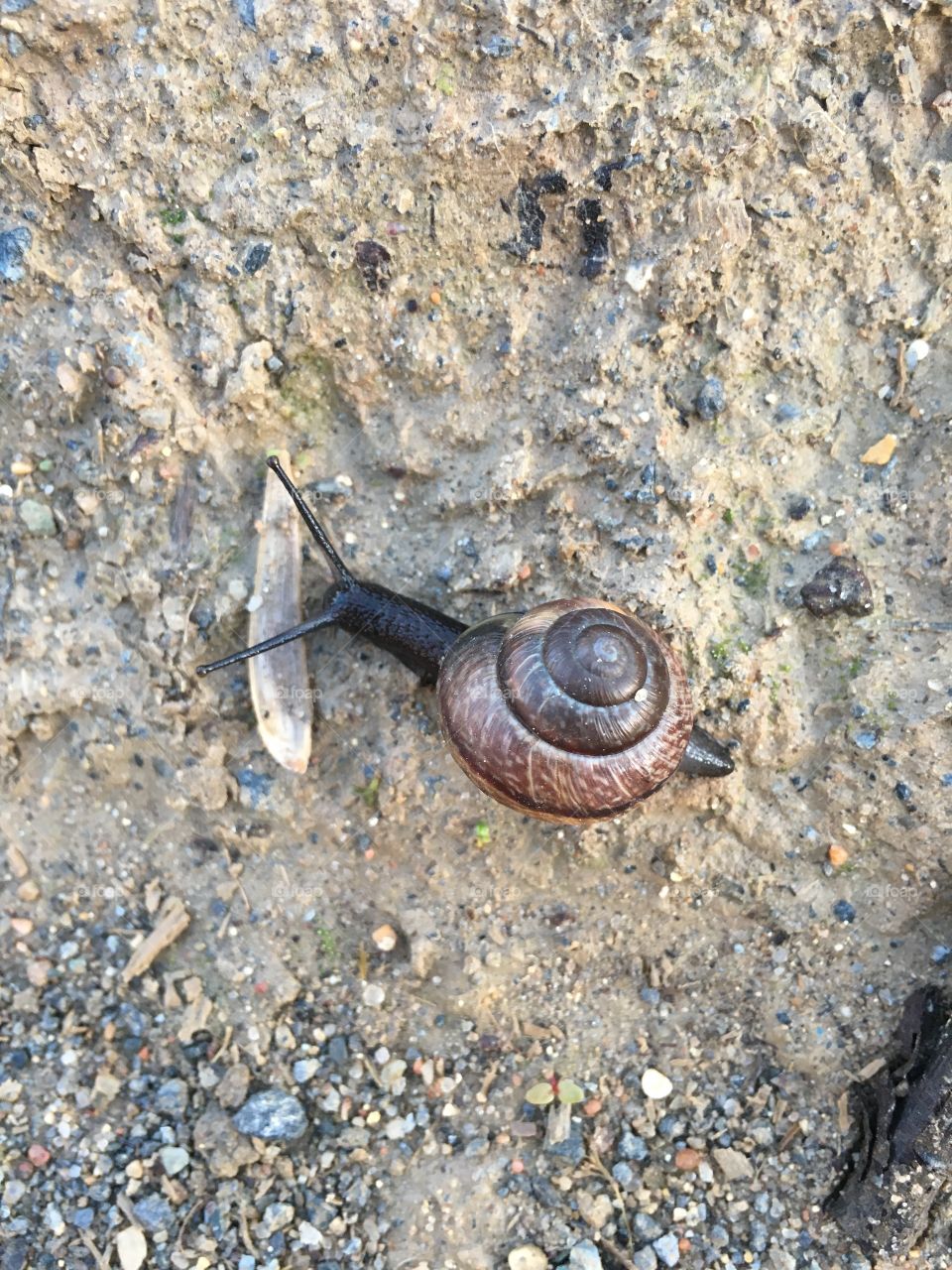 snail