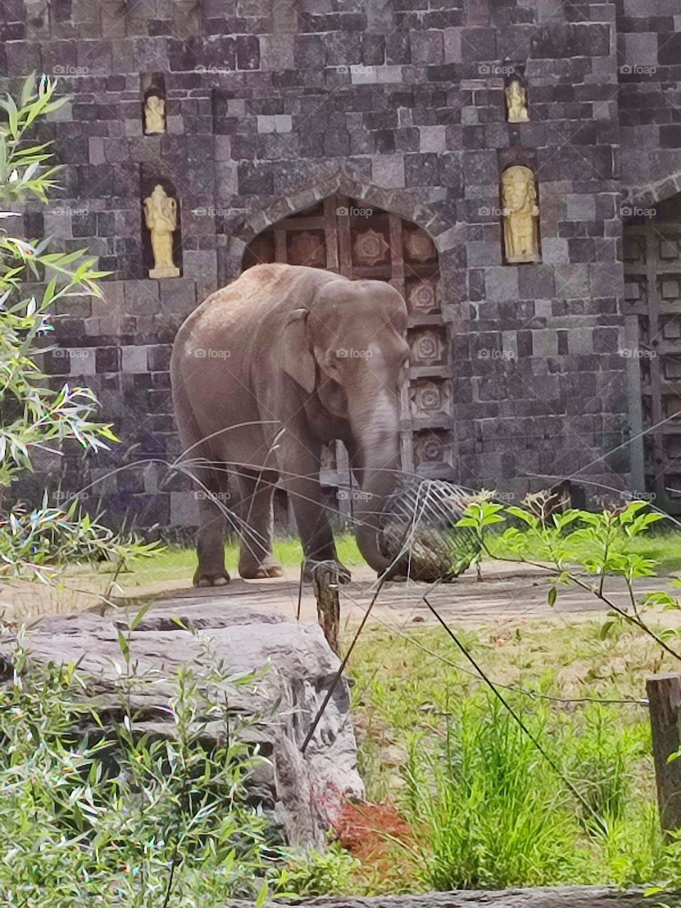 Éléphant , pachidermes , zoo , libre , beau , gros ,