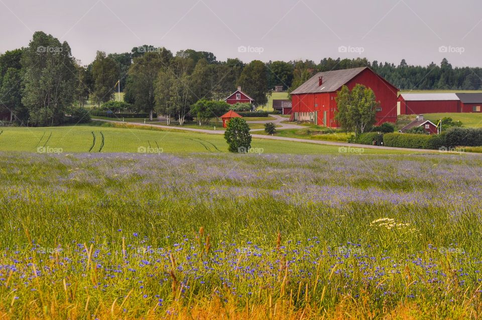 View of red houses in Stockholm Archipelago