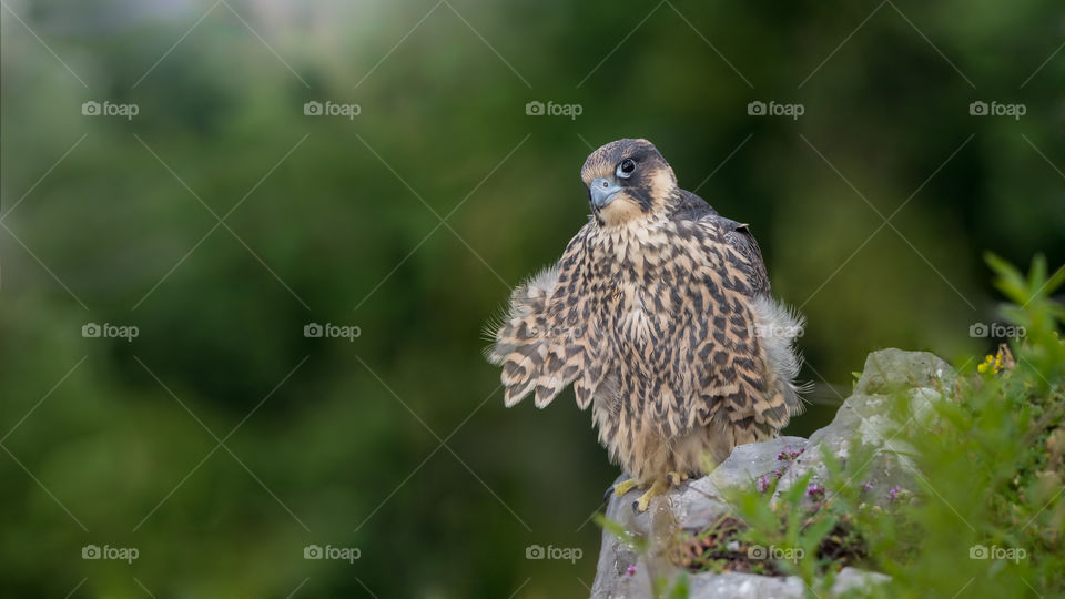 peregrine