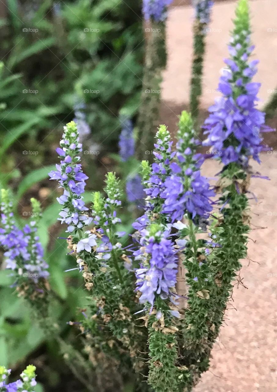 Lavender flowers 