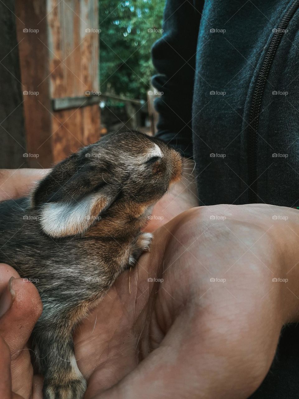 Ukrainian Rabbit