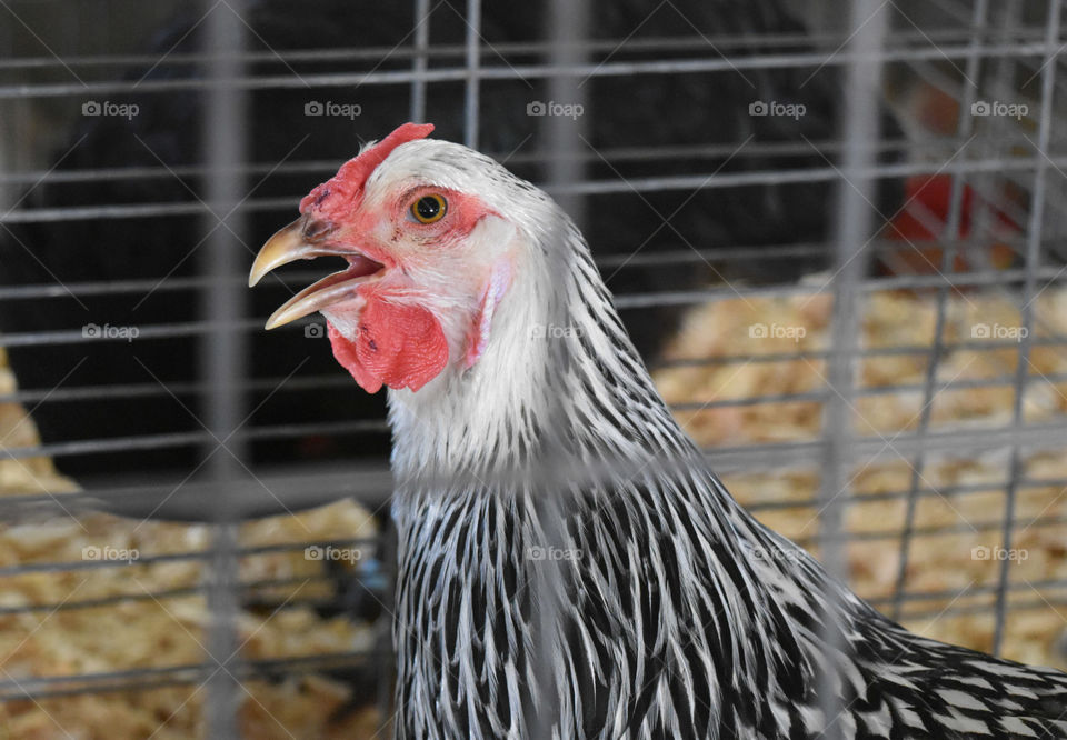 Chicken at the county fair