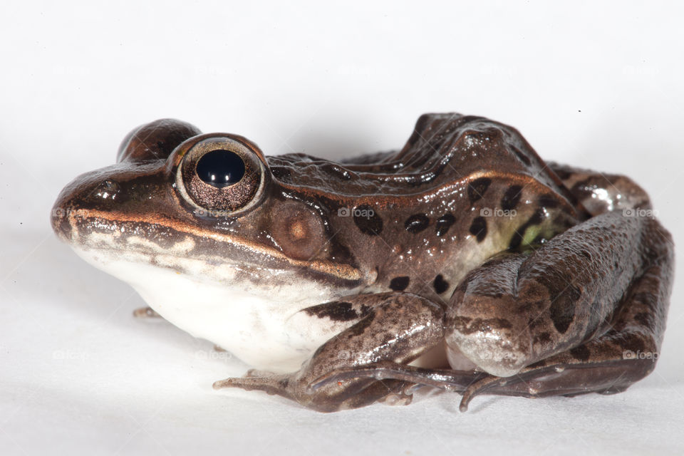 Leopard Frog. This is a closeup photograph of a Leopard Frog.