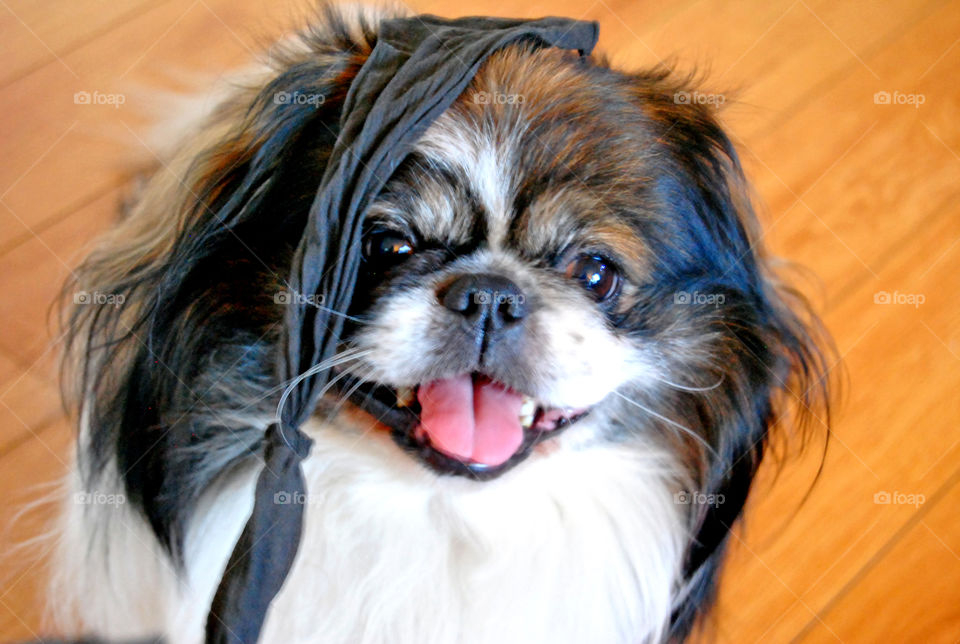 Pekingese dog