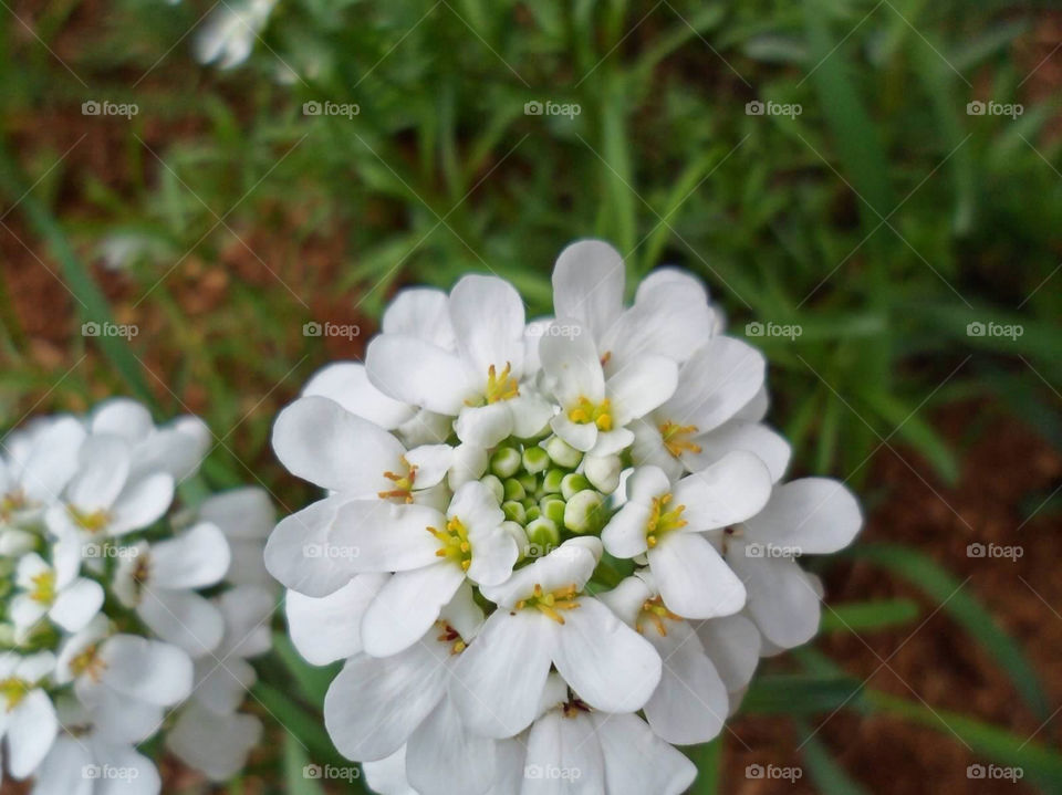 green flowers yellow nature by jmh