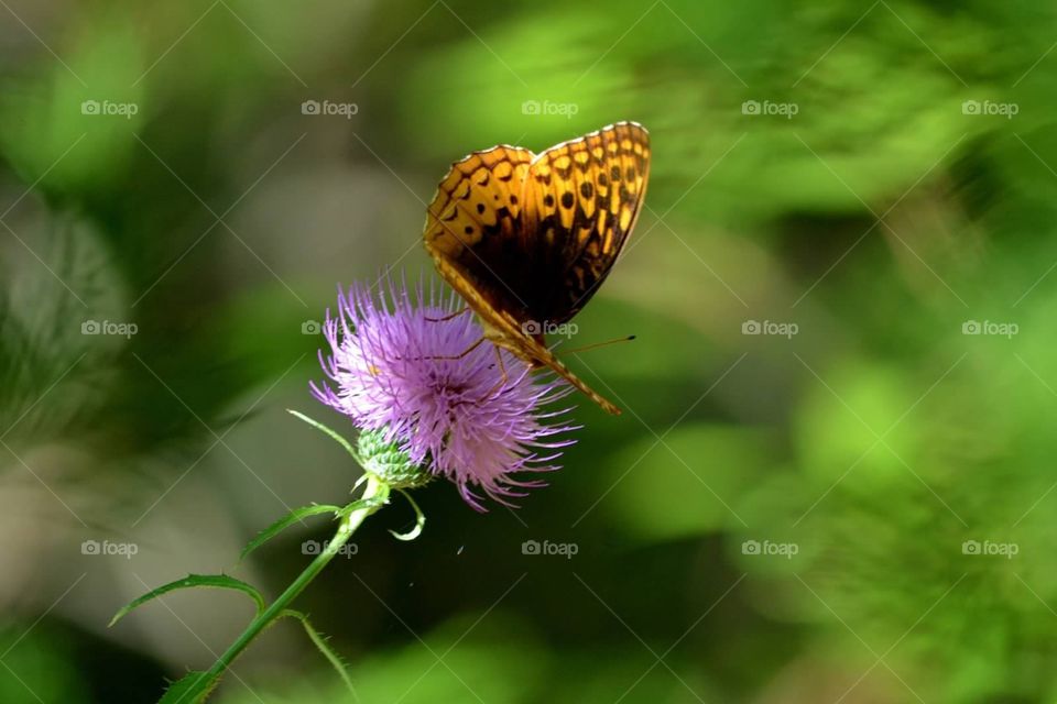 Butterfly. Butterfly on a purple flower