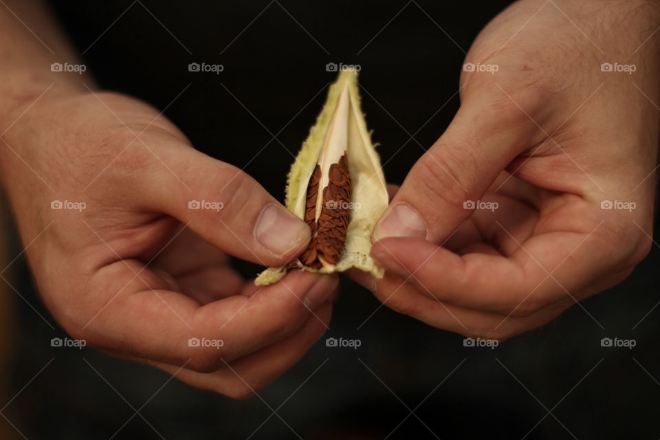 Seed box of a Syrian cooper in the hands of a man