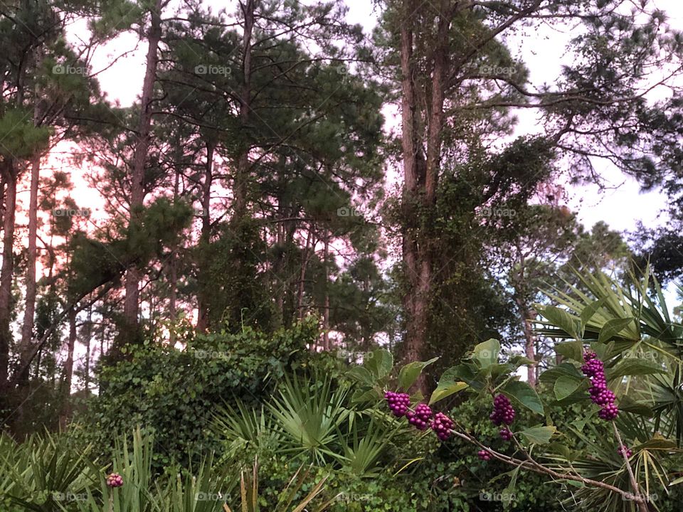 Woman walking through a sunny forest.