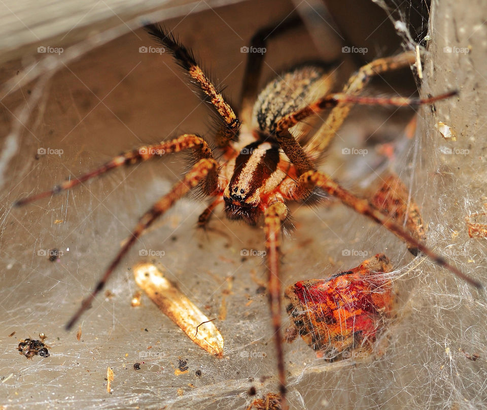 animals insects prey spiders by delvec