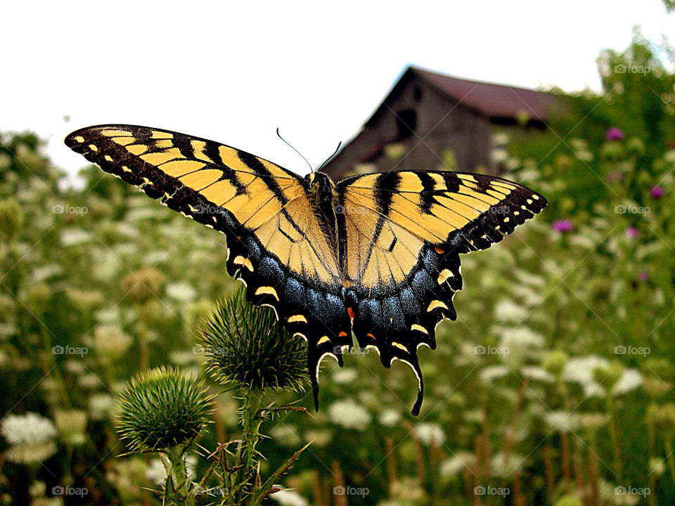 Cool butterfly . Cool big butterfly I chased and chased to get this picture. Barn long gone now :(