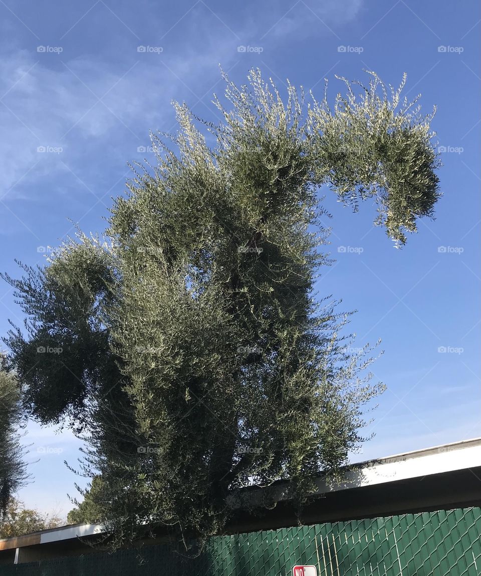 An unique-looking tree in broad daylight.