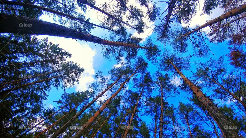 Sky in the forest