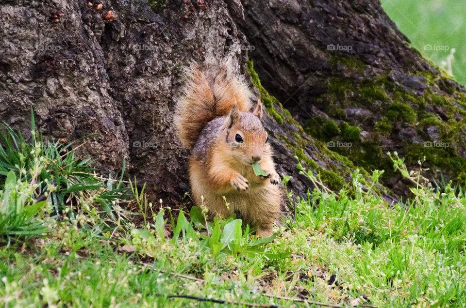 Urban nature:Wildlife