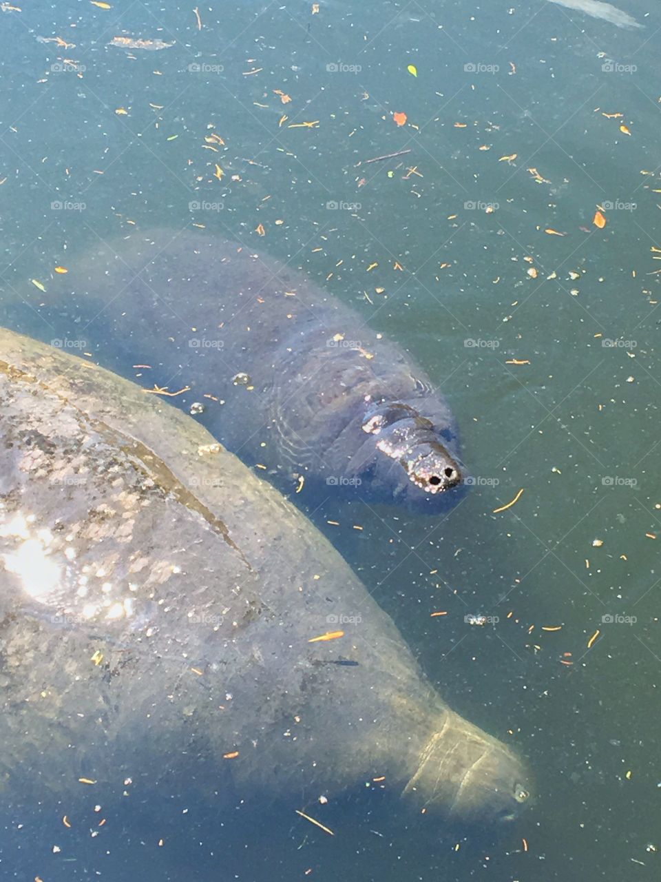 A manatee calf with mama very close by.