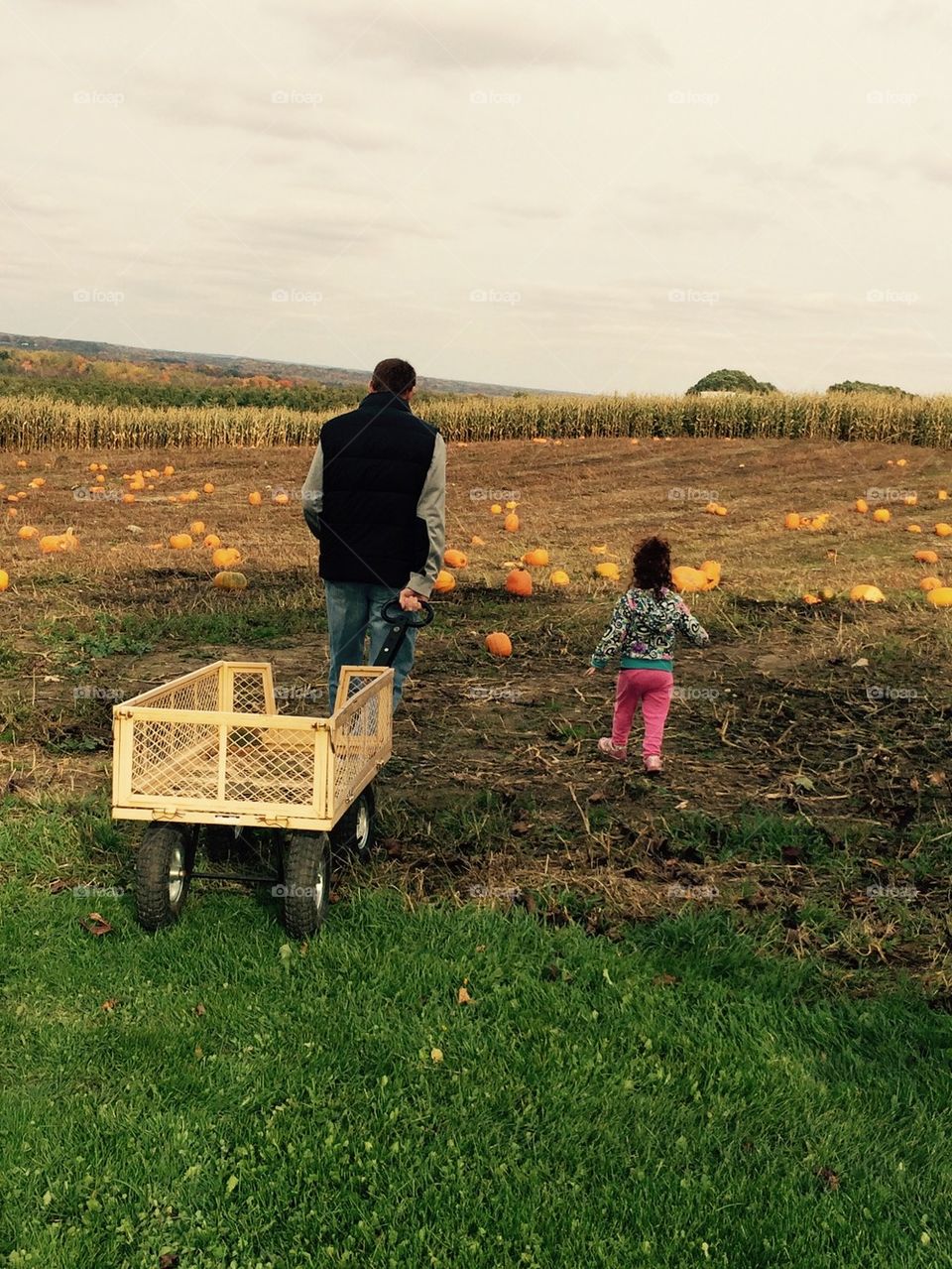 The pumpkin patch