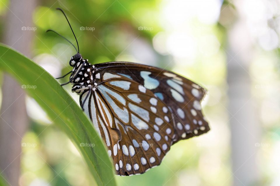 Butterfly in the garden
