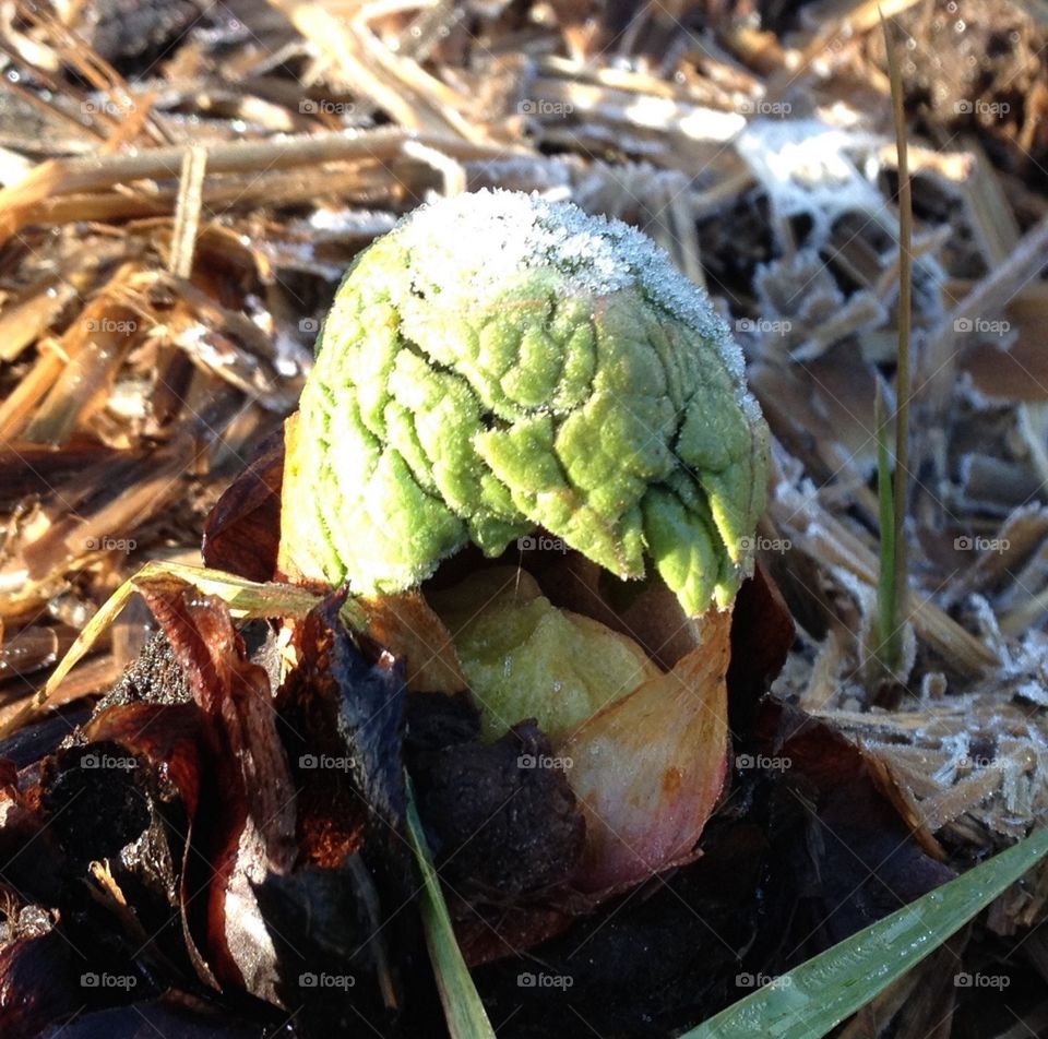 rhubarb in spring. rhubarb emerging in the early spring with a dusting of frost