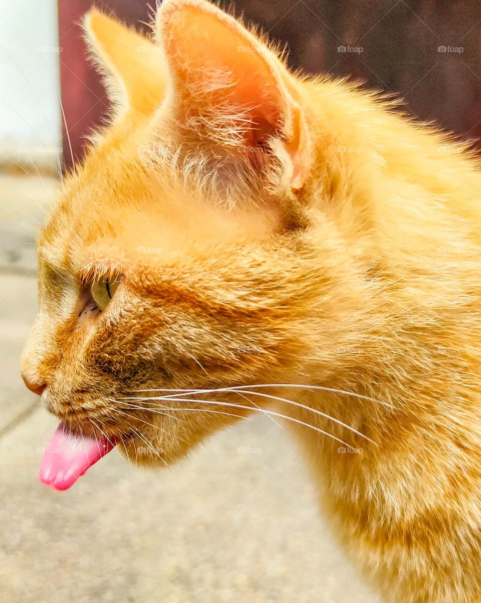 Funny cat tongue