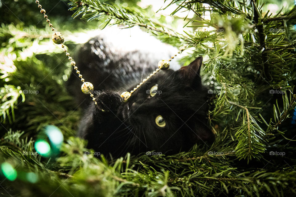 Cute black kitten in a Christmas tree. An animal portrait. Cat is black.