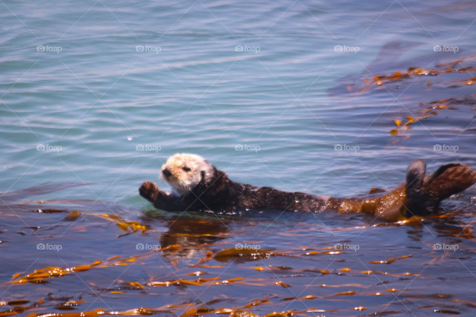 Sea otter swimming