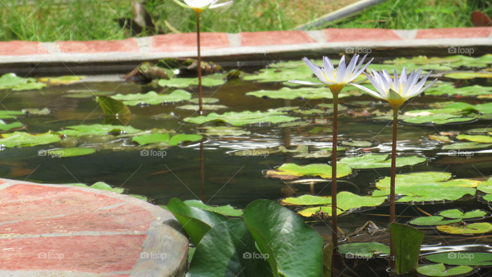 Flower pond