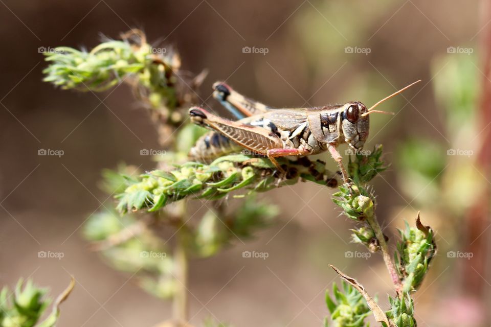 Grasshopper Watching 