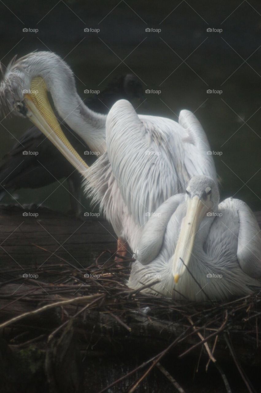 Pair of pelicans