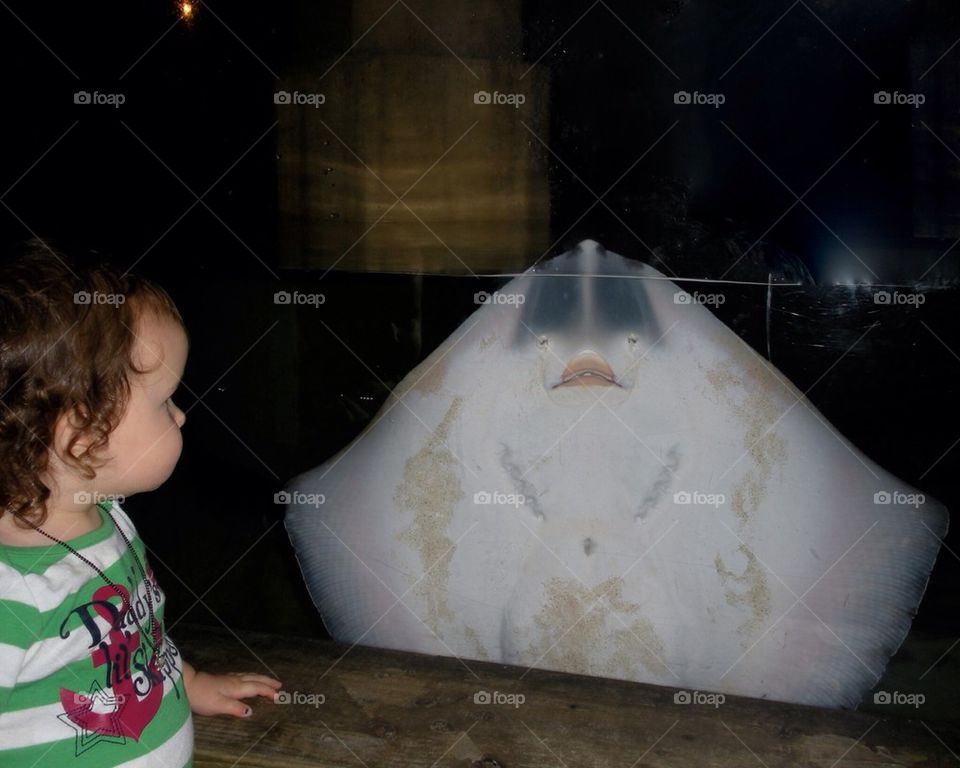 There's a whole other side to stingrays. Aquarium 
