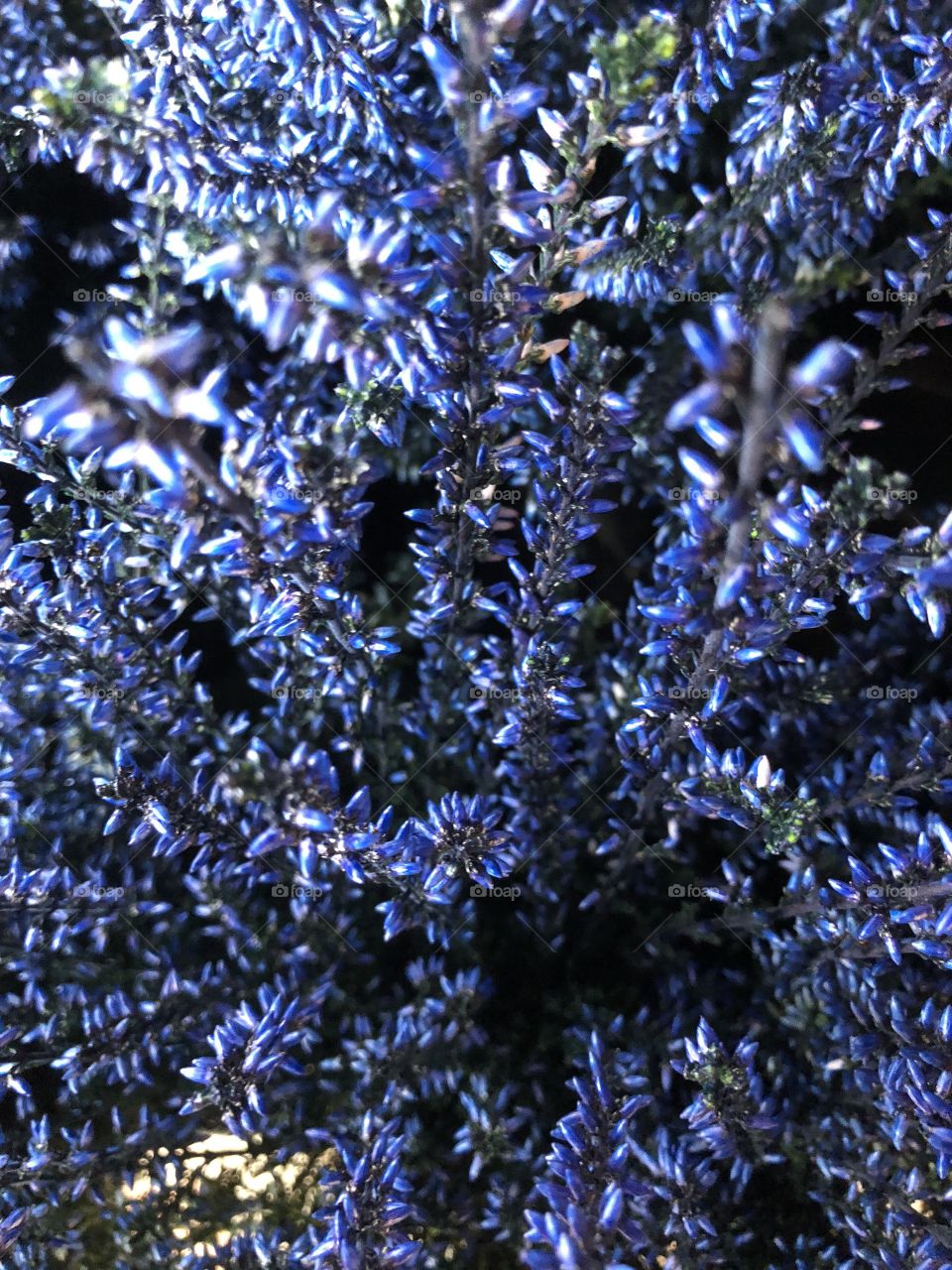 A royal blue heather oh well the richness of the color expands plenty of interest.