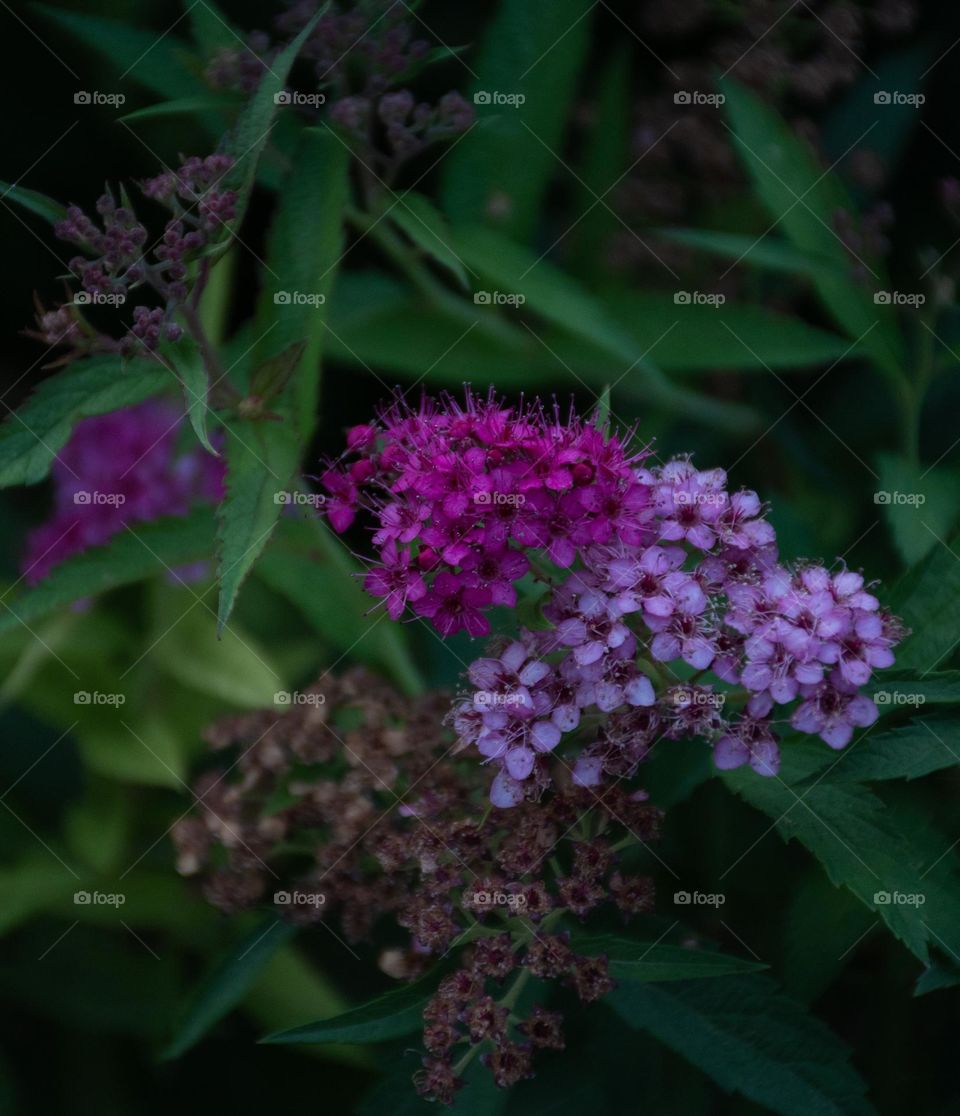 duochromatic flower blooms