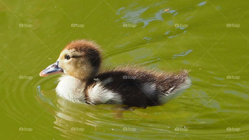 Close-up of a duckling swimming on water