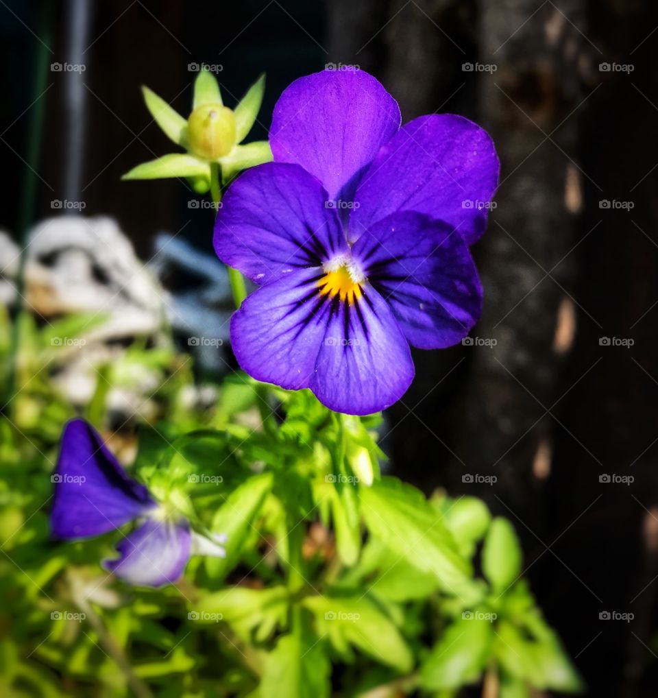 Purple pansy—taken in Ludington, Michigan 