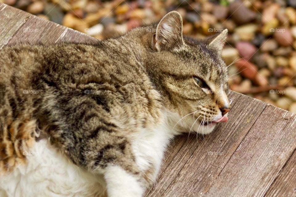Lazy, rainy  day for a gray tabby cat on a weathered wood porch, blurred landscape rock background 